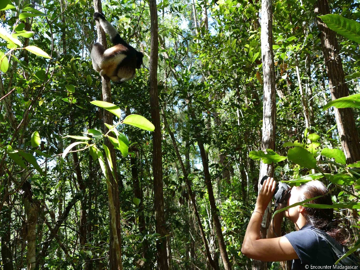 indri-indri_encounter_lemur_andasibe_east_madagascar