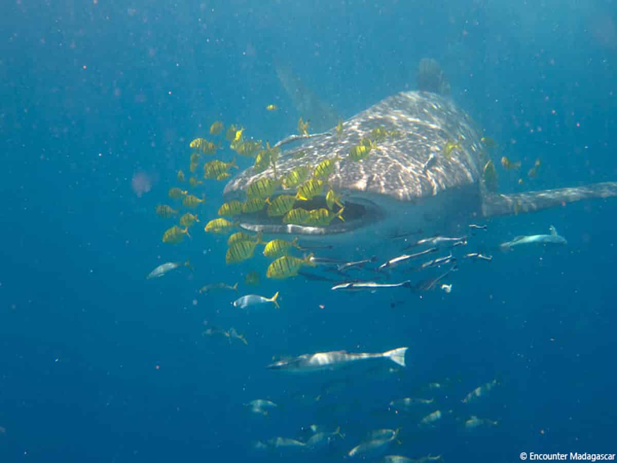 shark whale_nosy be_day tour_north_madagascar