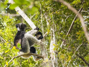 Indri Indri, the biggest lemur Andasibe national park