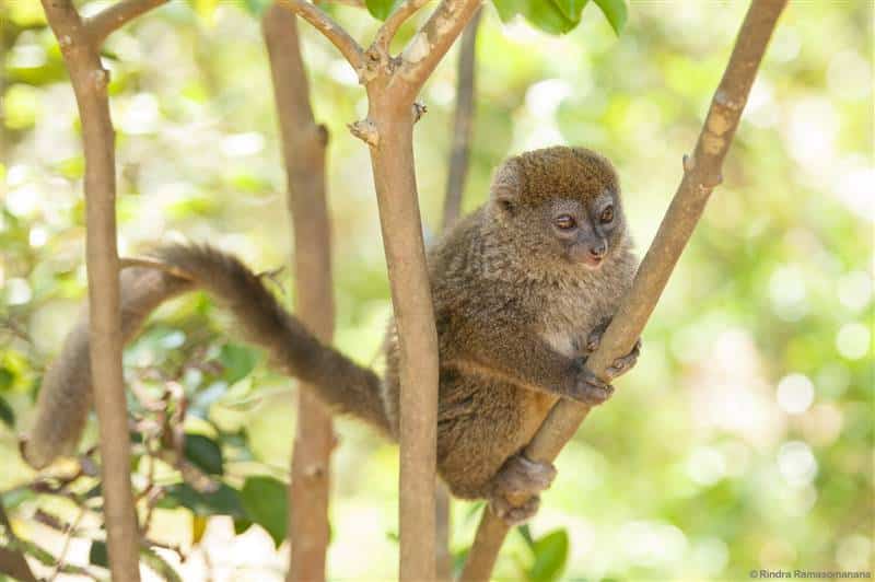 Bamboo lemur hapa lemur Andasibe rainforest Madagascar