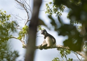 Andasibe Indri Indri lemur
