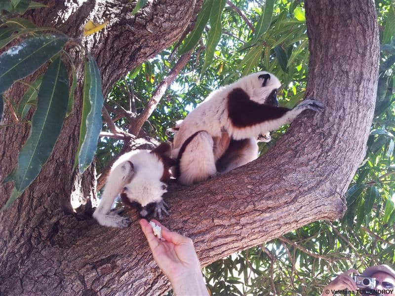 Coquerel sifaka lemur wildlife madagascar