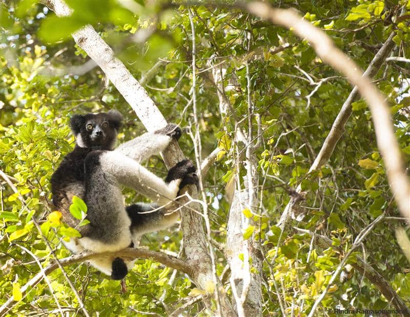 Indri Indri lemur Madagascar_Andasibe National Park