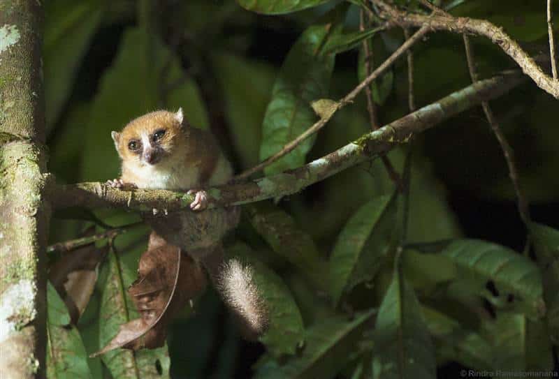 Hairy-eared Dwarf Lemur Andasibe