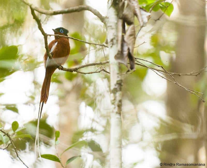 Madagascar paradise fly catcher