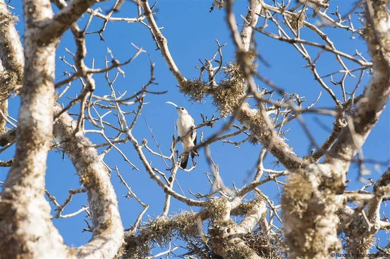 Sickle-billed Vanga bird Ifaty south Madagascar