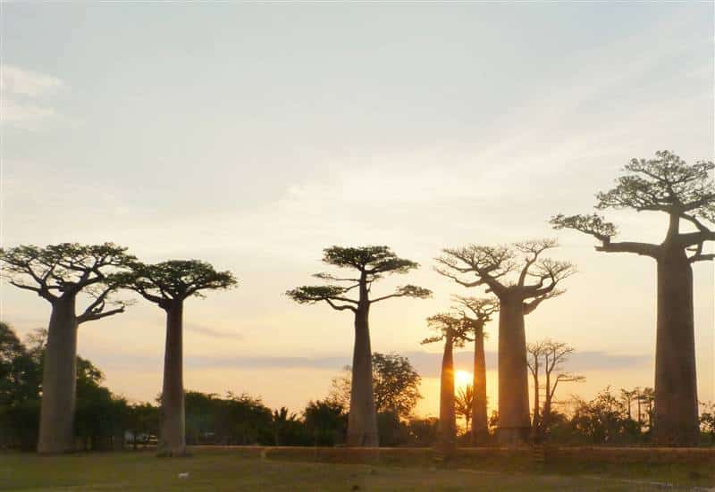 Baobab allee Morondava_west_madagascar