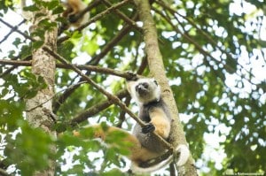JDiademed Sifaka lemur Andasibe national park