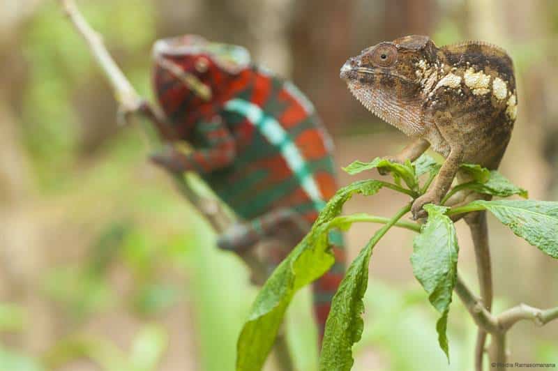 Chameleon Andasibe national park
