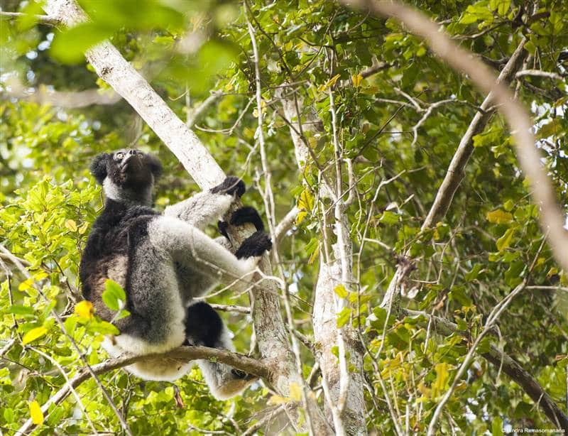 Lemur Indri Indri Andasibe