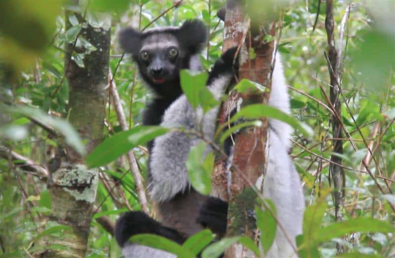 Indri Indri lemur east Madagascar