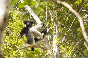 Indri Indri lemur Andasibe national park