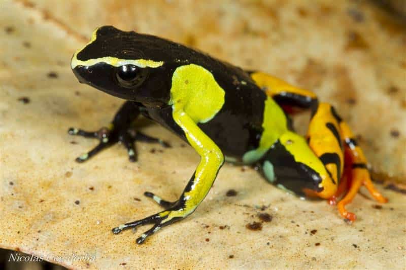 Mantella Painted frog Andasibe national park