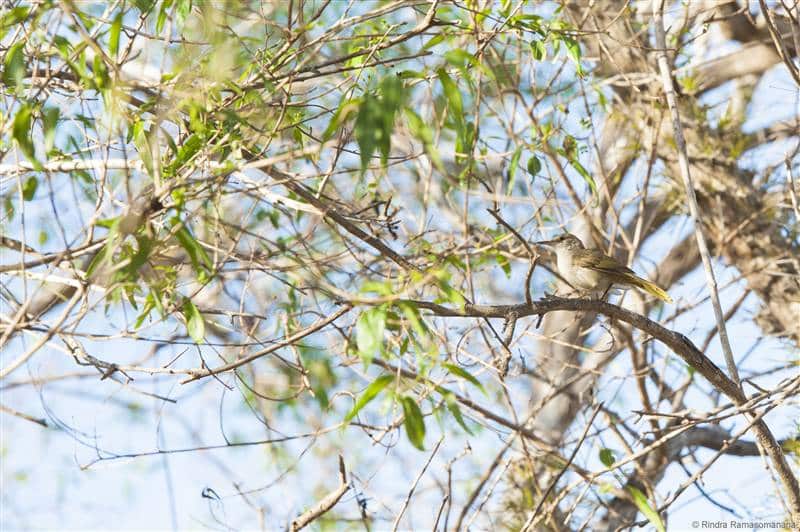 Sub desert Brush Warbler south Madagascar