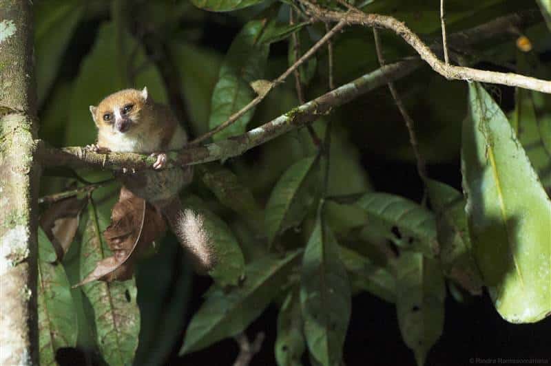 Mouse lemur Andasibe national park east Madagascar