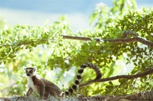 Ring tailed lemur Anja private park Ambalavao Madagascar