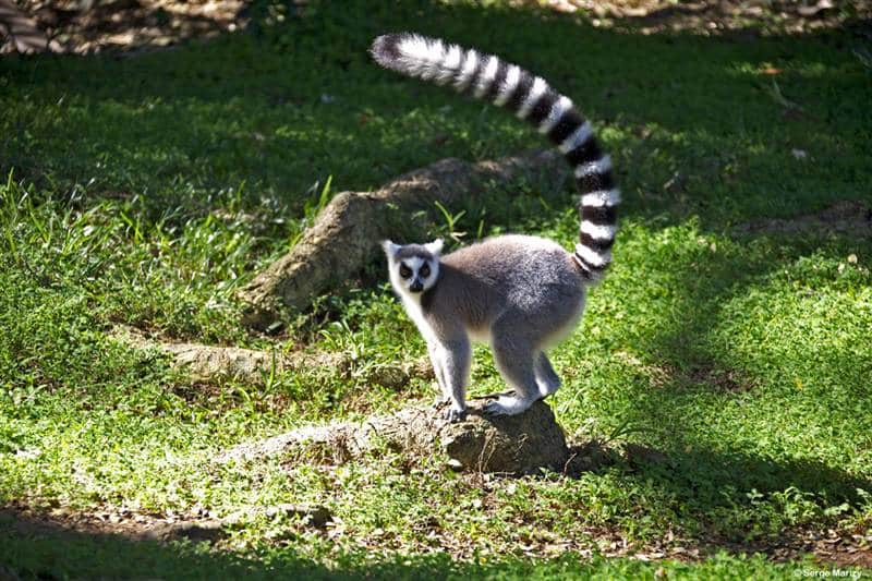 Lemur catta Fort-dauphin