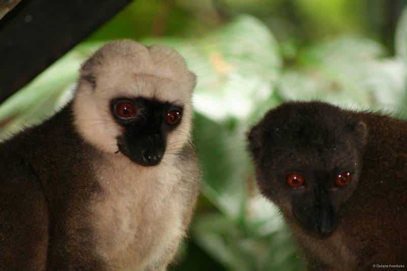 White-fronted brown lemur, Madagascar