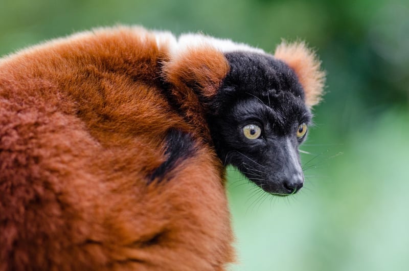 Red ruffed lemur Masoala rainforest