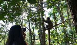 Lemur in Andasibe