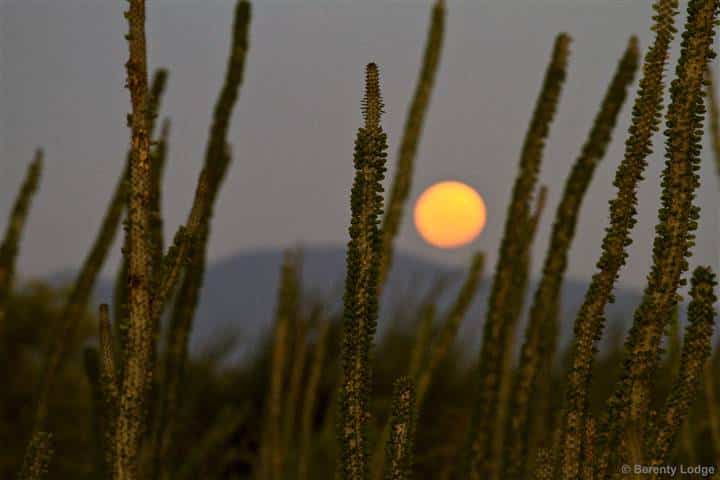 spiny forest_full moon_berenty_south east_scenery_landscape_madagascar