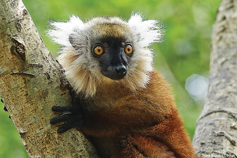 lemur-macaco_wildlife_tsara-komba_high-end_hotel_nosy-komba-island_north_madagascar