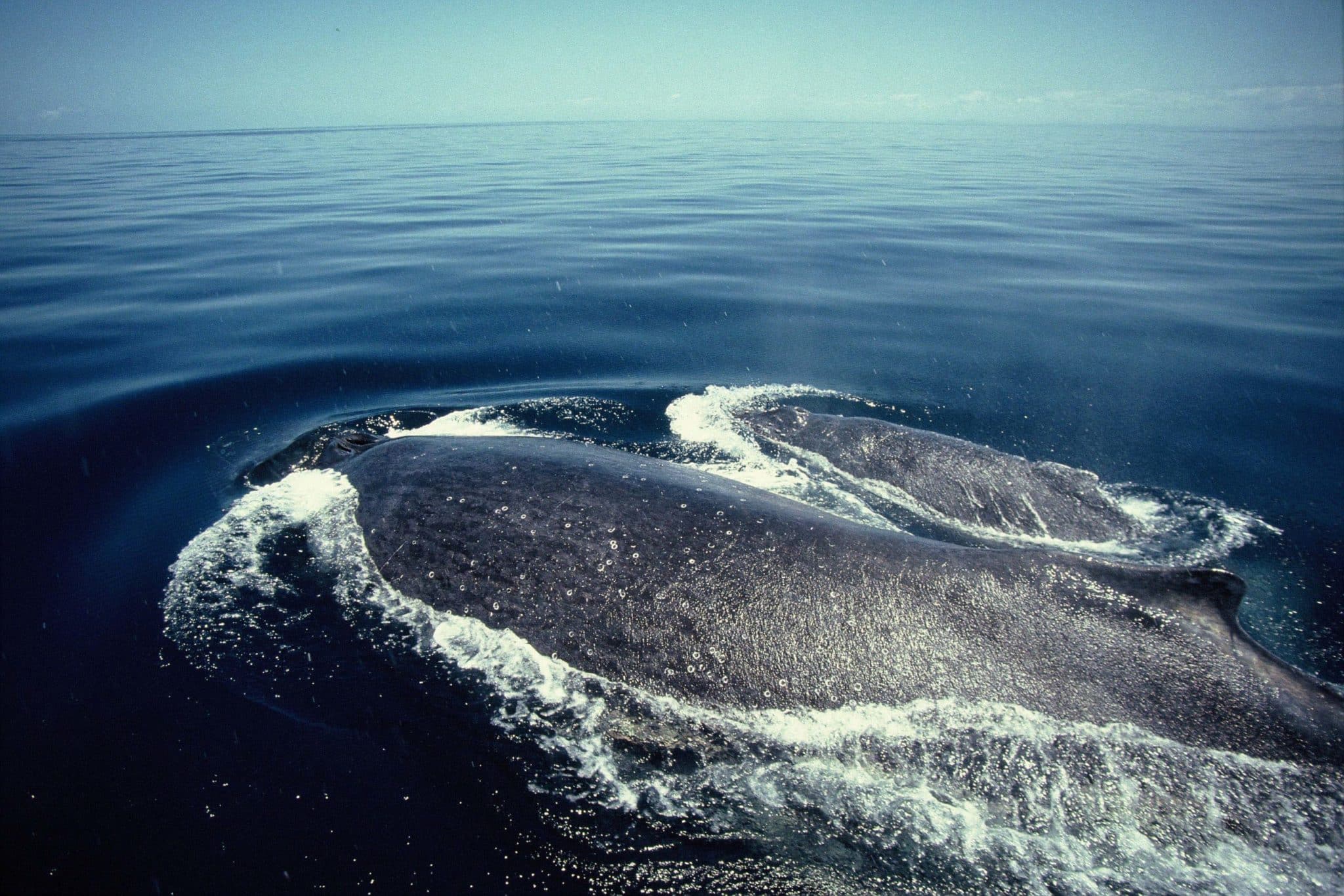 Baleine-et-baleineau-navigation-dmc-madagascar