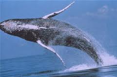 Baleine-sainte-marie-dmc-encounter-madagascar