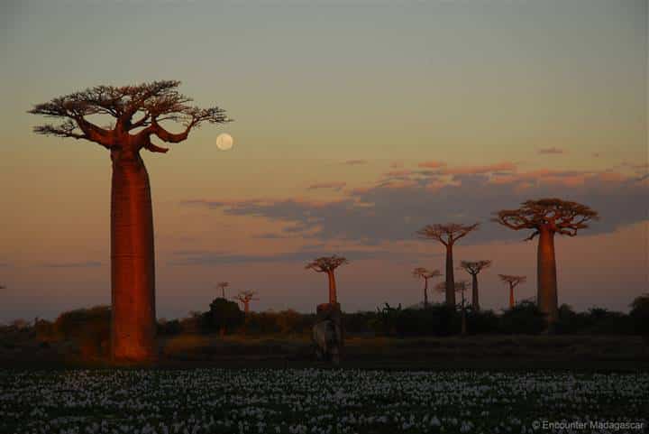 Great Tsingy and Baobabs