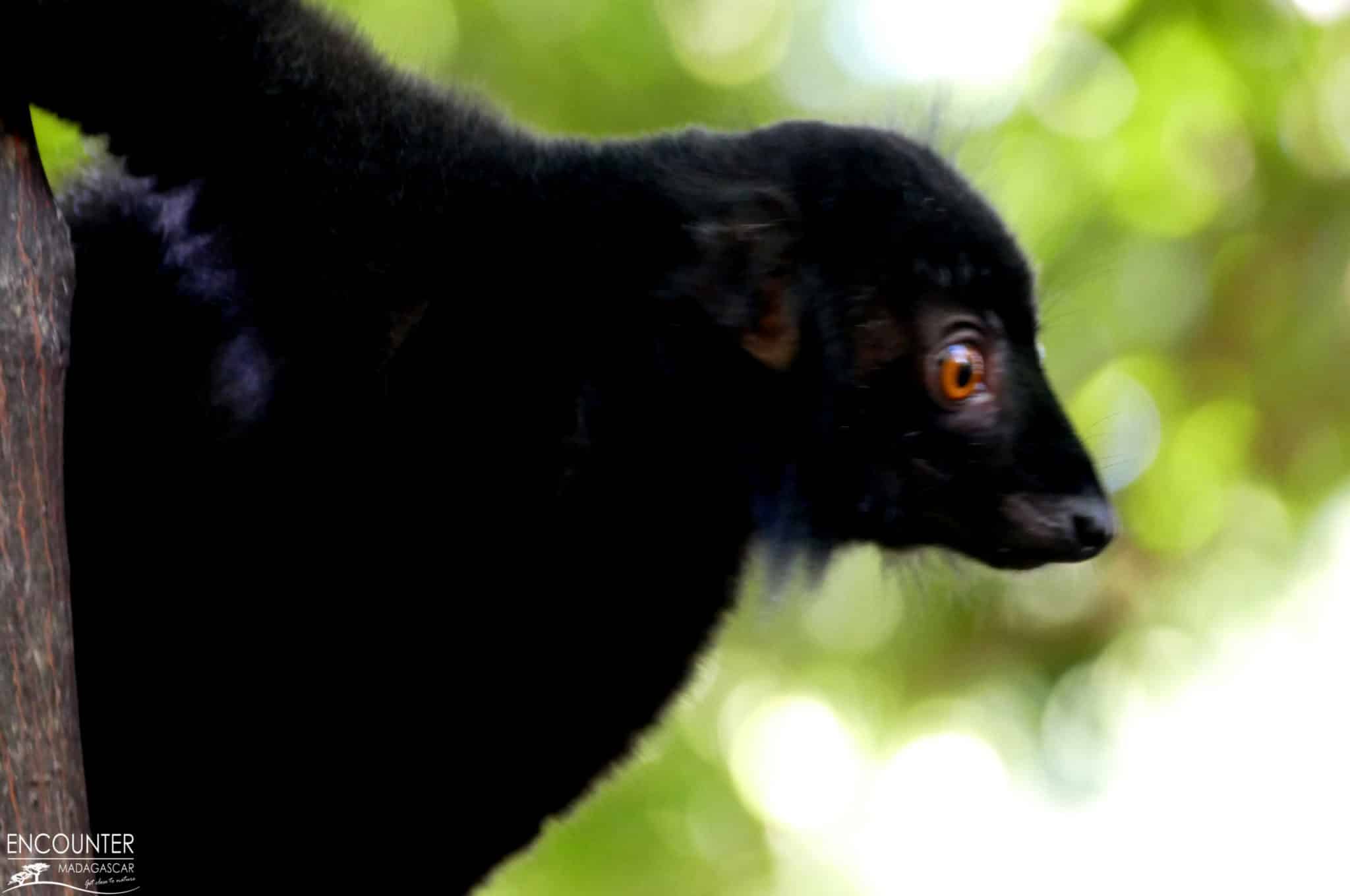 dmc-encounter-madagascar-nosy-komba-black-lemur-macaco