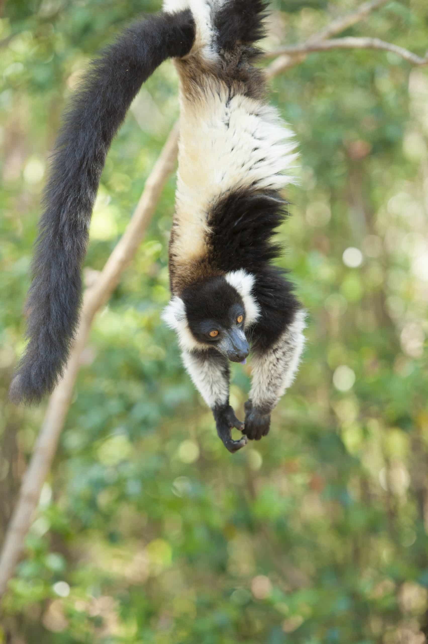 Inbound-operator-madagascar-lemurs-great-contrast