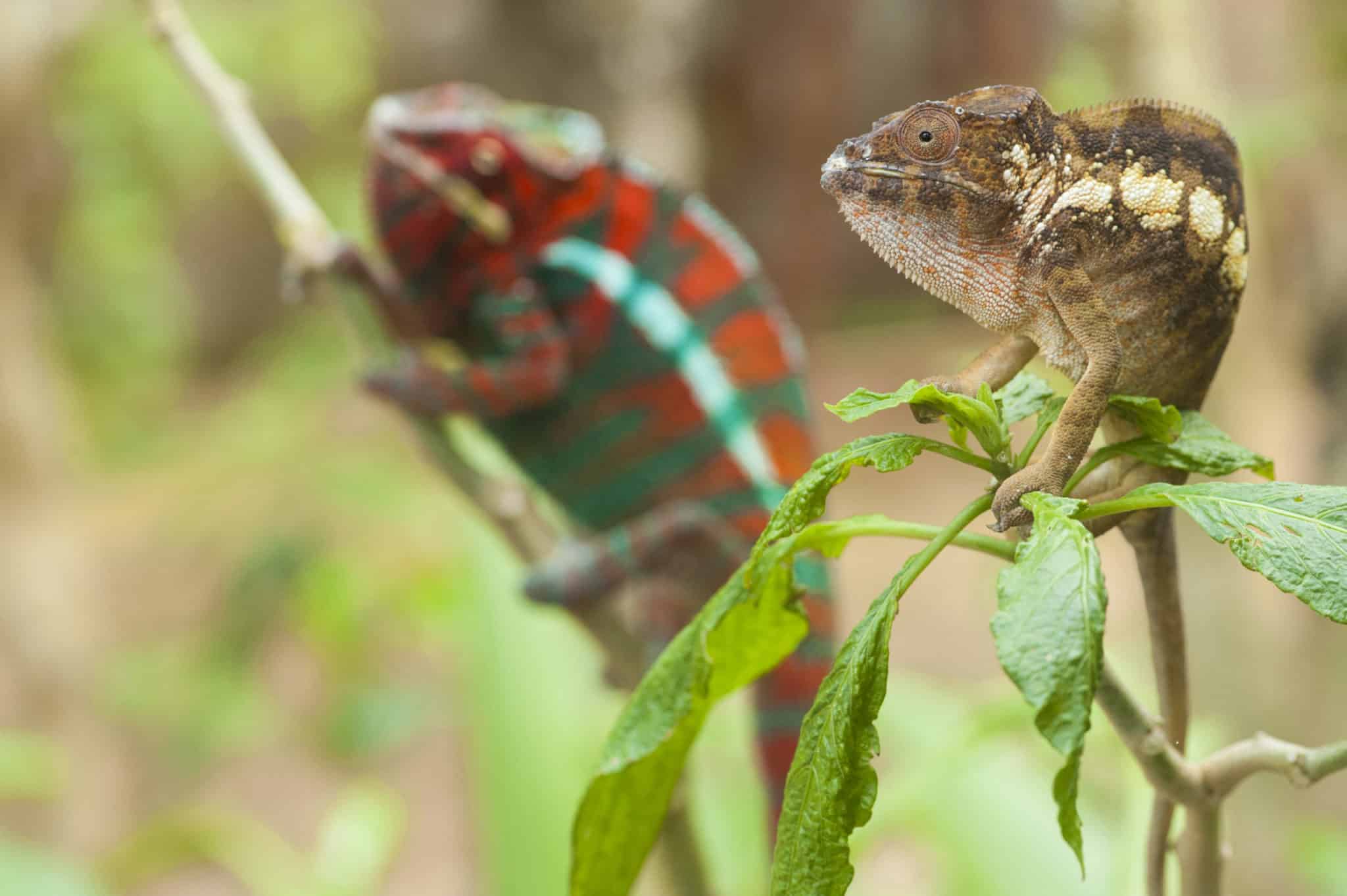 Great-contrast-dmc-madagascar-chameleon-andasibe