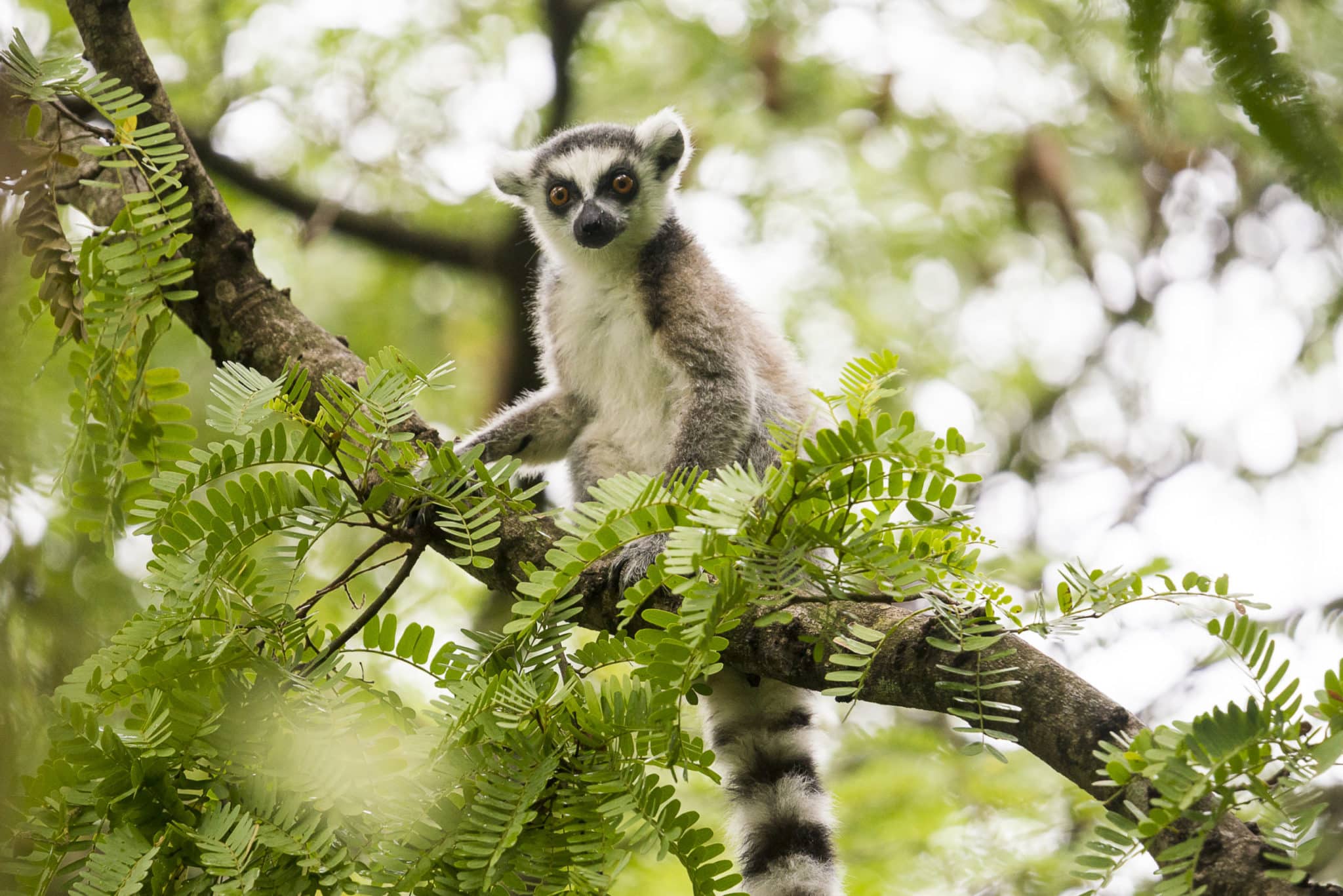 Great-contrast-lemurs-dmc-encounter-mada