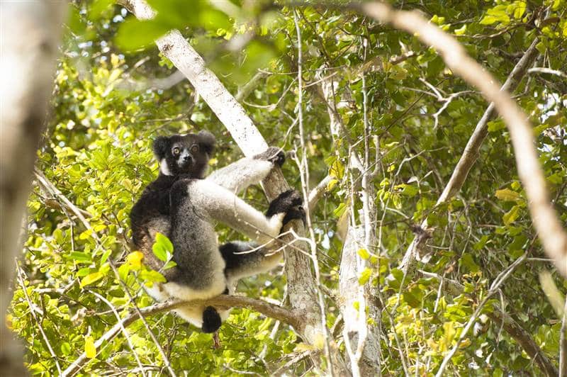 tours-madagascar-encounter-andasibe-lemurs