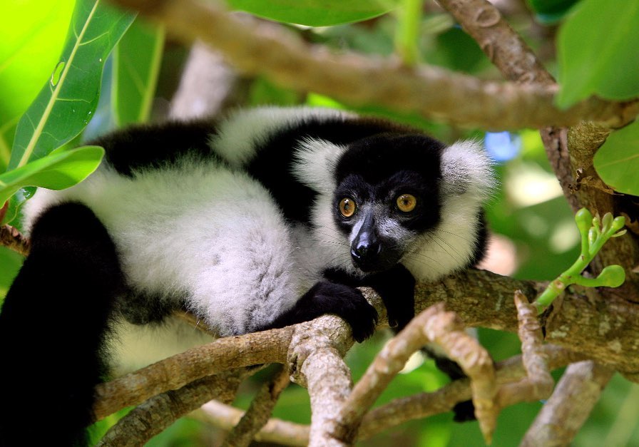 Indri lemurs madagascar