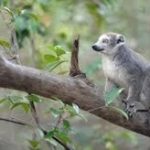 Visite de l’Ankarana Est – Déjeuner Aurélien – Nuitée demi-pension Kozobe., Madagascar