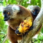 Visite de Nosy Tanikely – Déjeuner chez Zozo – Visite de Nosy Komba – Nuitée en demi-pension Exora Beach — Nosy Be, Madagascar
