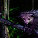 Aye-aye, lémurien nocturne aux longs doigts, forêt de la côte Est