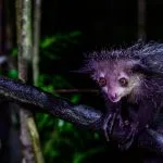 Aye-aye, lémurien nocturne aux longs doigts, forêt de la côte Est