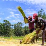 Paysans battant le riz à la main sur les Hautes Terres