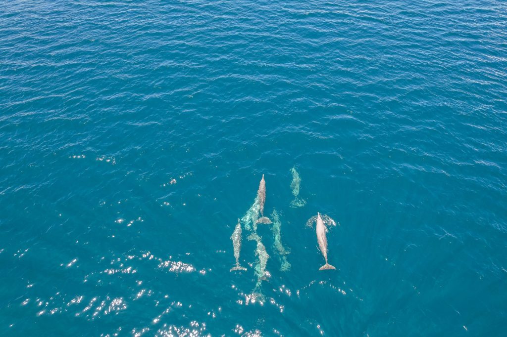 Groupe de dauphins nageant dans une eau turquoise au large du nord de Madagascar