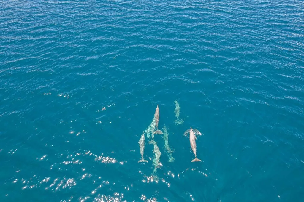 Groupe de dauphins nageant dans une eau turquoise au large du nord de Madagascar