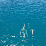 Groupe de dauphins nageant dans une eau turquoise au large du nord de Madagascar