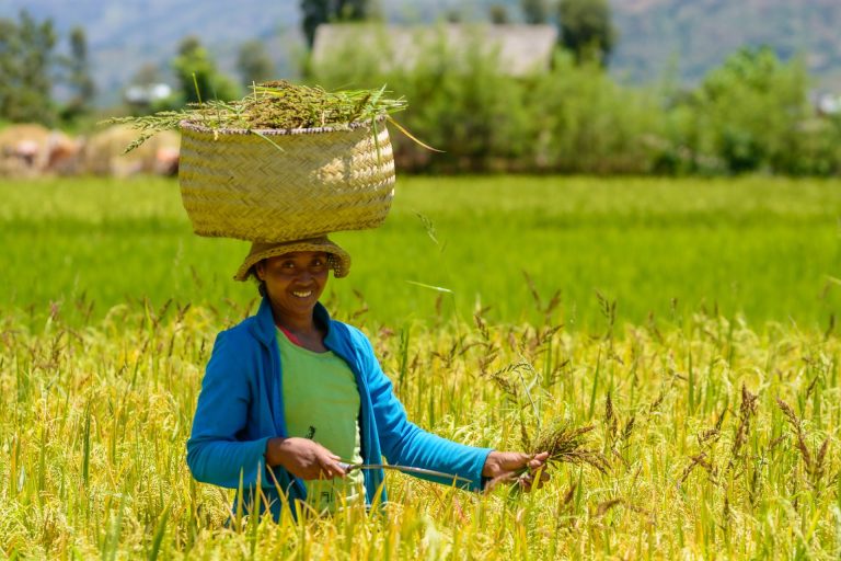 Paysanne portant une corbeille de riz doré dans une rizière des Hautes Terres