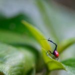 Incontournable RN7 — Parc National de Ranomafana – Fianarantsoa