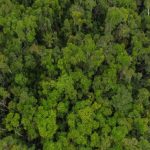 Incontournable RN7 — Parc National de Ranomafana – Fianarantsoa