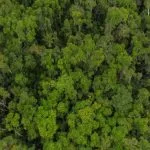 Incontournable RN7 — Parc National de Ranomafana – Fianarantsoa