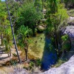Piscine naturelle et pandanus au fond d'un canyon du parc national de l'Isalo