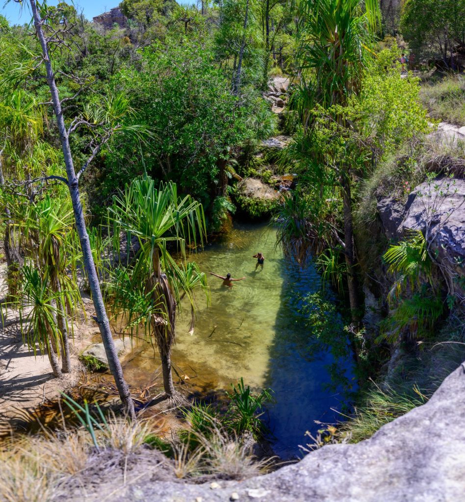 Piscine naturelle et pandanus au fond d'un canyon du parc national de l'Isalo