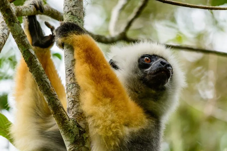 Deux lémuriens accrochés à une branche dans la forêt d'Andasibe